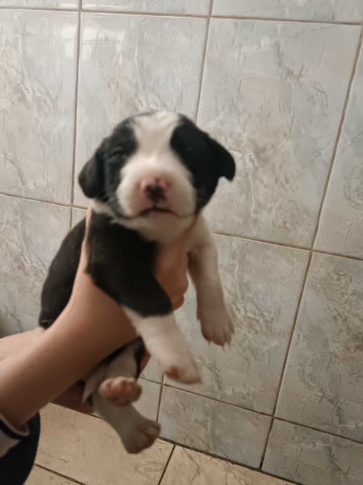 Отдам щенков в хорошие руки