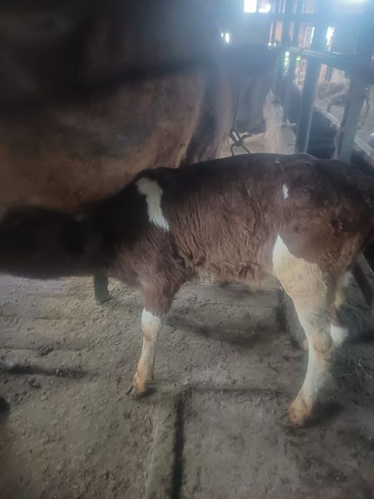 Бұзаулар сатылады