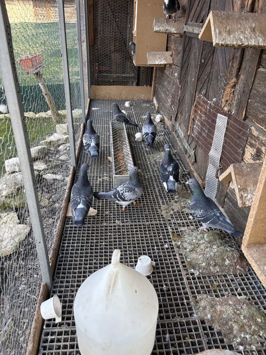 Porumbei voiajori maraton-maraton extrem