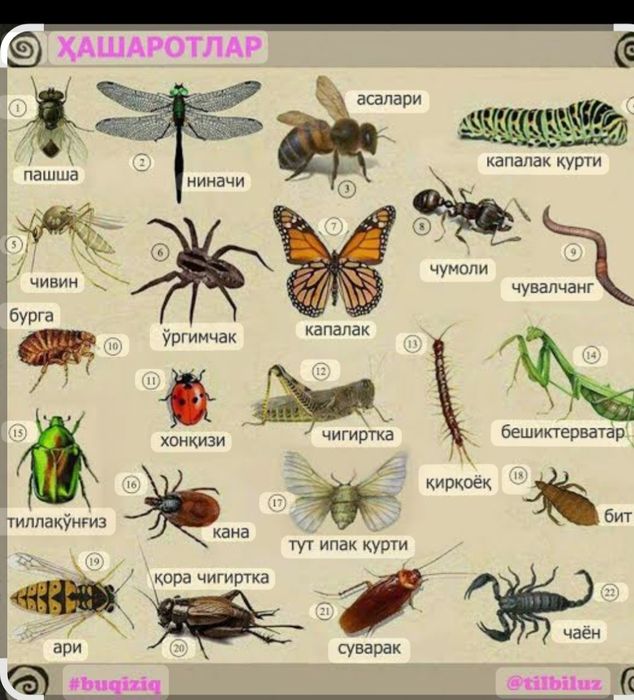 Уй ховлилар замда  мевали манзарали дарахтлар дорилаш