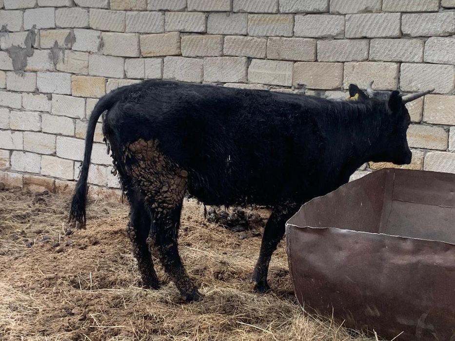 Ірі қара малдар сатылады.