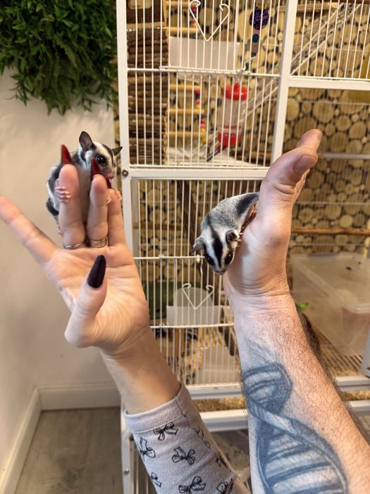 Vand  veverite sugar glider