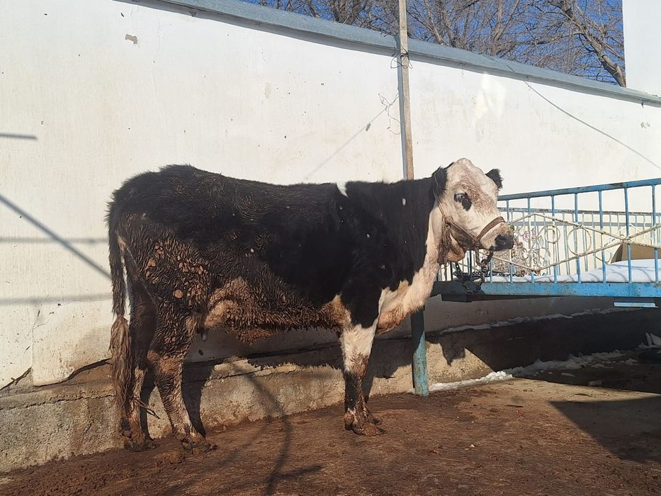 Токал биринши тумасы