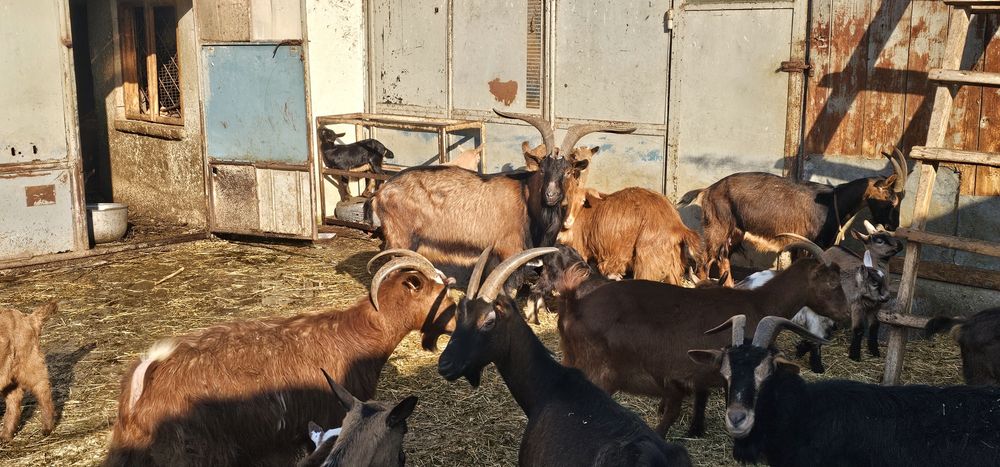 Tapi rasa Alpin francez