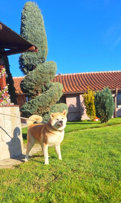 Акита Ину Японска