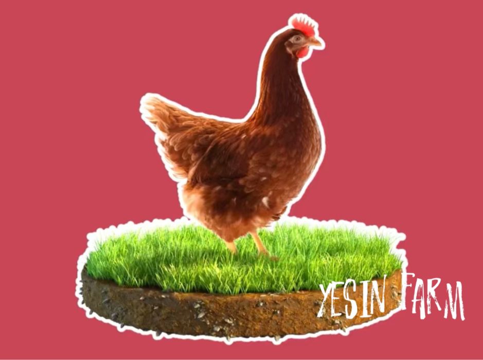 Инкубационные яйца несушка ломан браун от проверенного стада