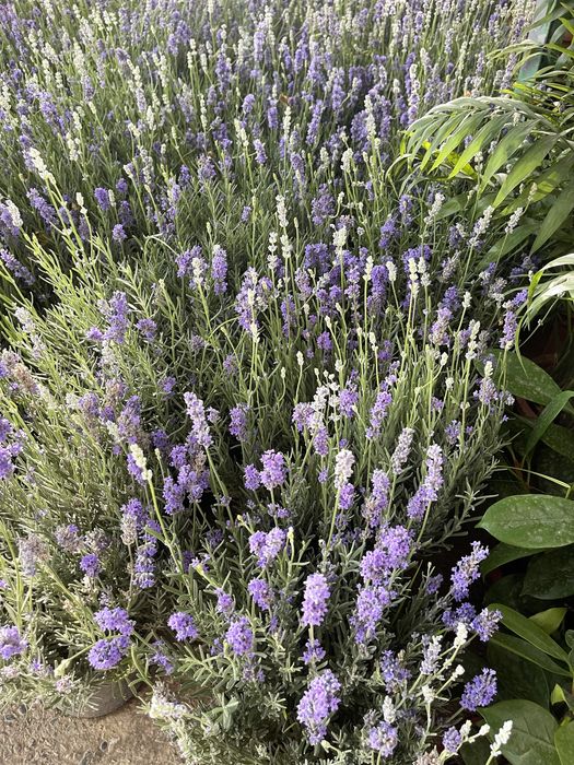 Саженцы лаванды с полей нашей базы