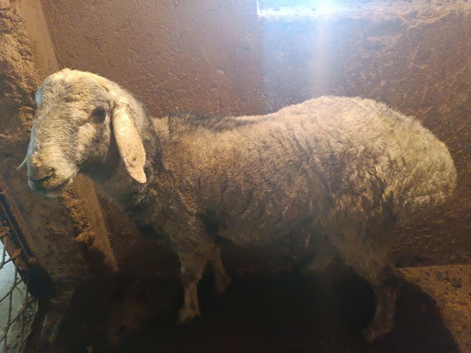 Семыз кошкар шымкент