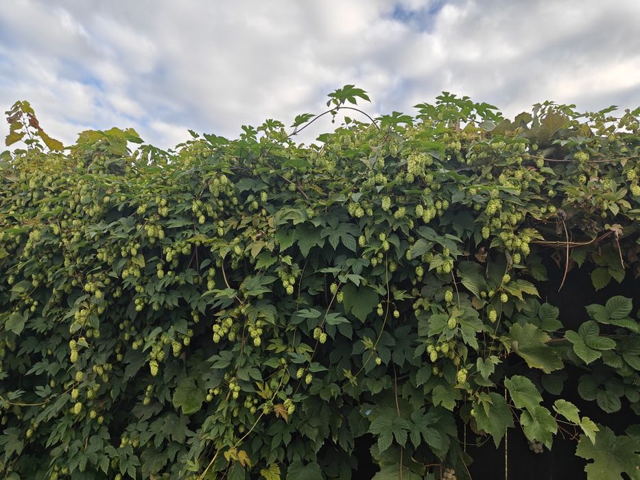 Capșuni timpurii stoloni Salvie Bulbi leurdă Conuri Hamei