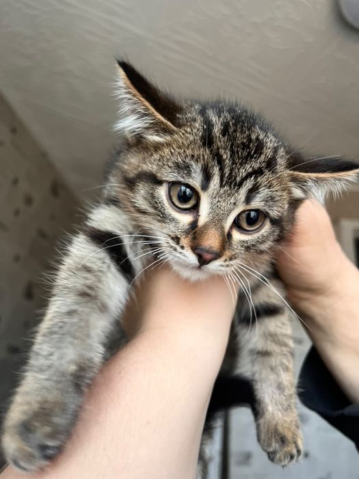 Отдам котёнка маленького
