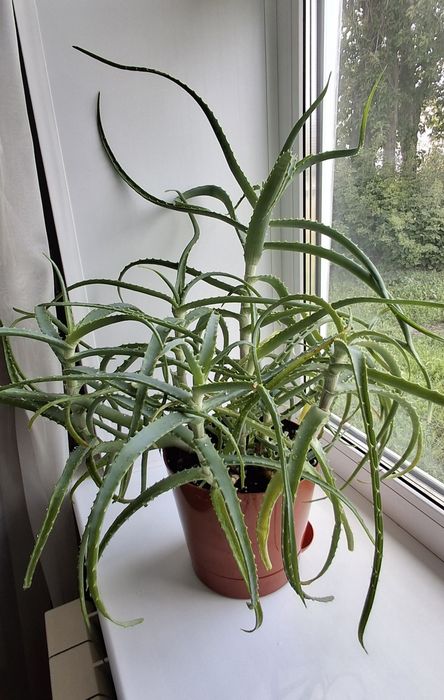 Цветок алоэ 4 года