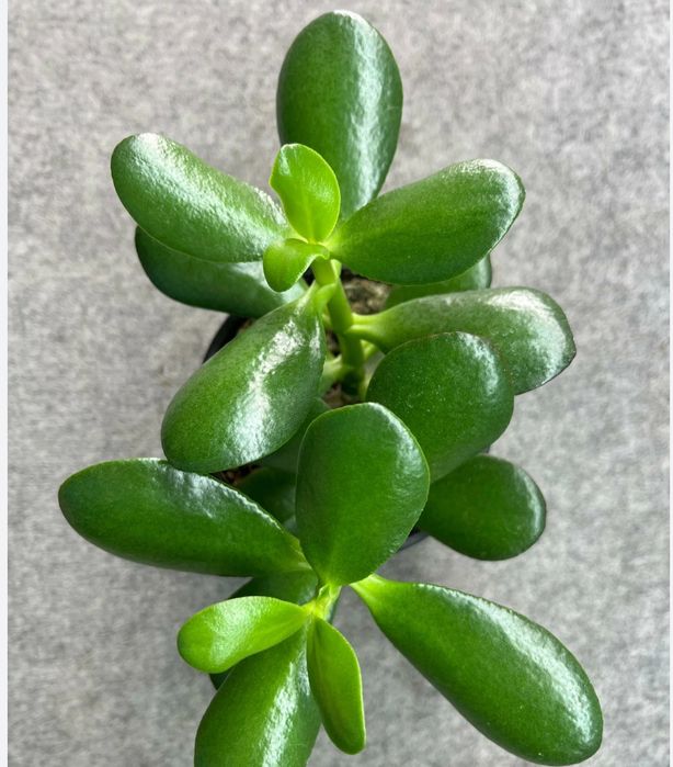 Денежное дерево, толстянка