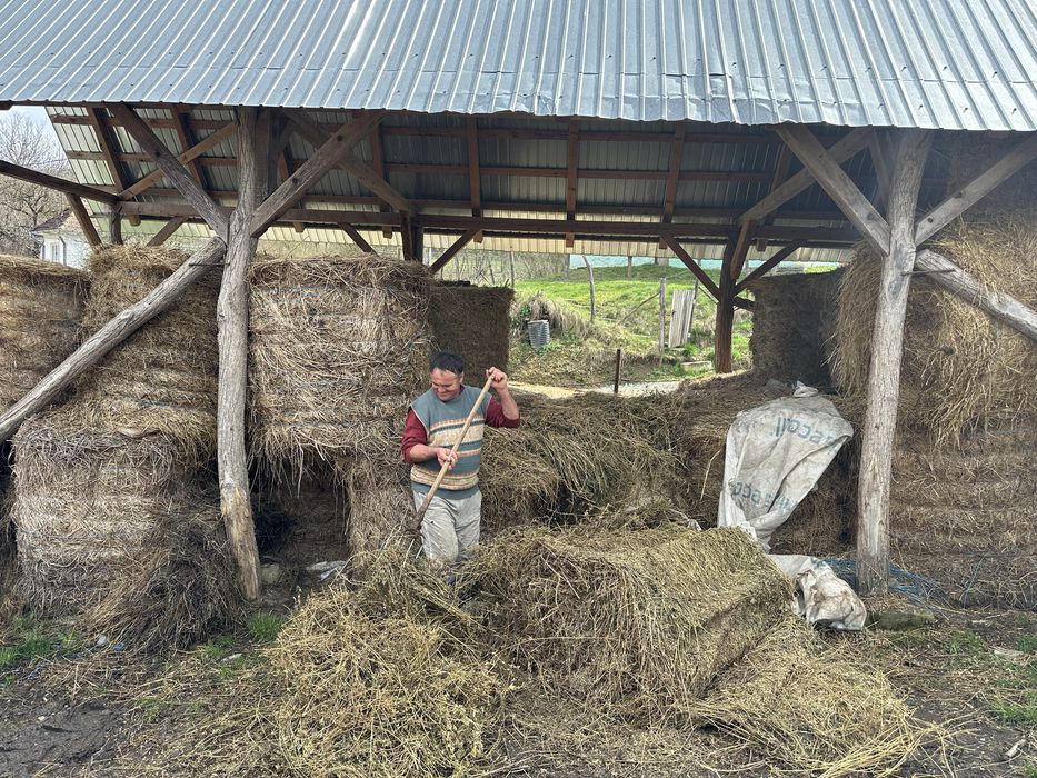 Baloti lucerna 250 ron