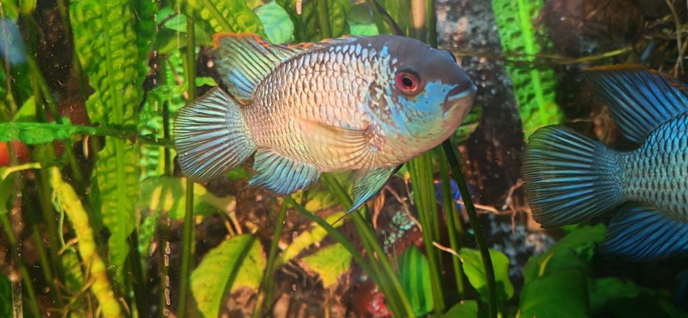 Peste Electric Blue Acara