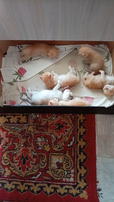 Котята отдам даром.
