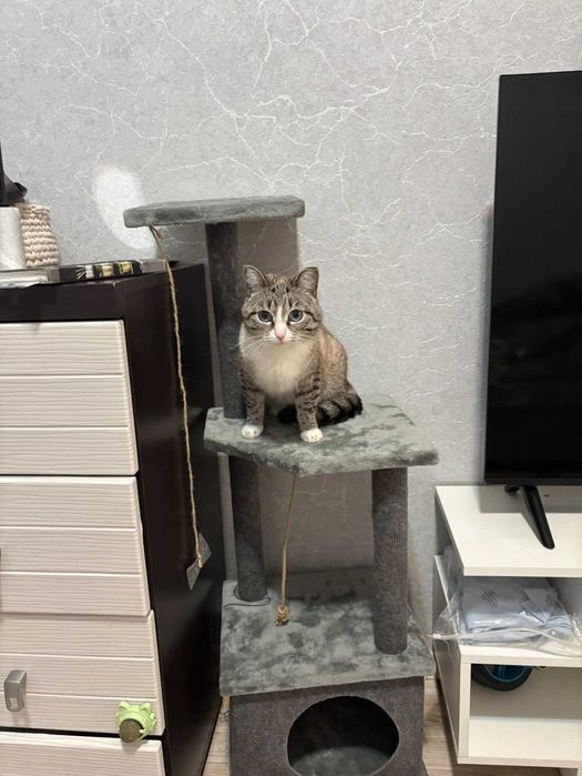 Найден кот! Ищем хозяев!