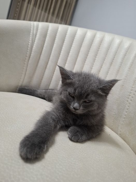 Мушук сотилади тарбияланган, Scottish fold  7 ойлик эркак.