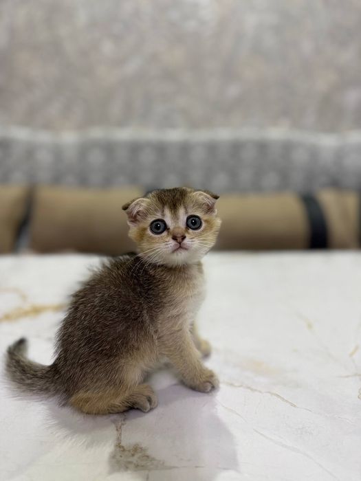 Шиншилла котёнок