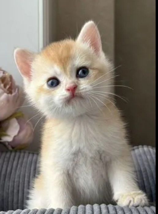 Британские котята готовы к продаже