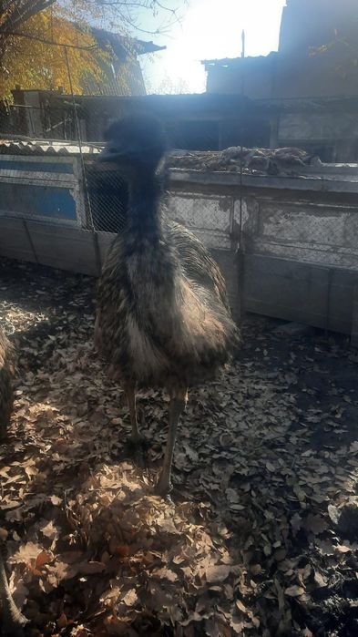 Страус Эму 3 жылдык