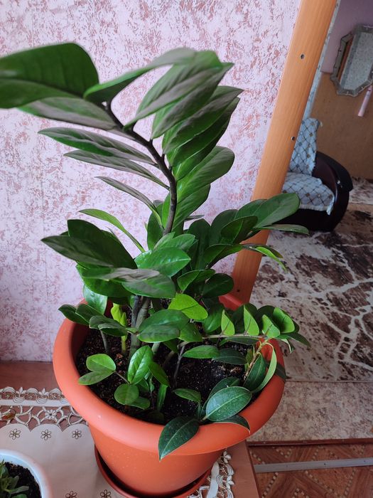 Продам цветы замиокулькас