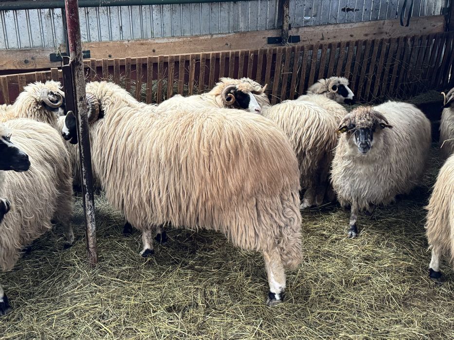 Vand berbec mior breaz