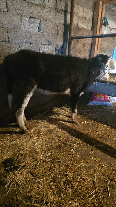 Бузвулы Сиыр сатылады