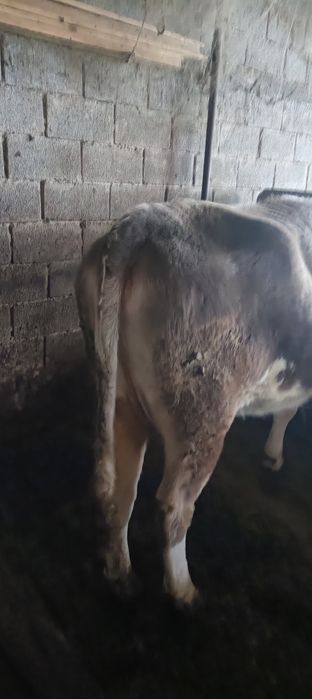 сиырлар сатылады