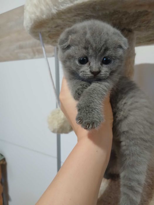 Scottish Fold blue mascul cu pedigree tip A