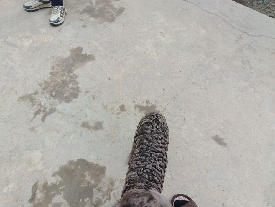 Barracha sotiladi qoyni bolasi