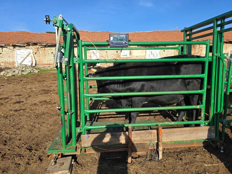 Телета мъжки за клане