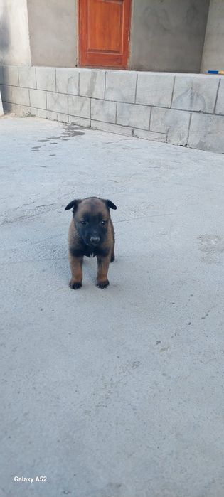 Бельгиские овчарки малинуа