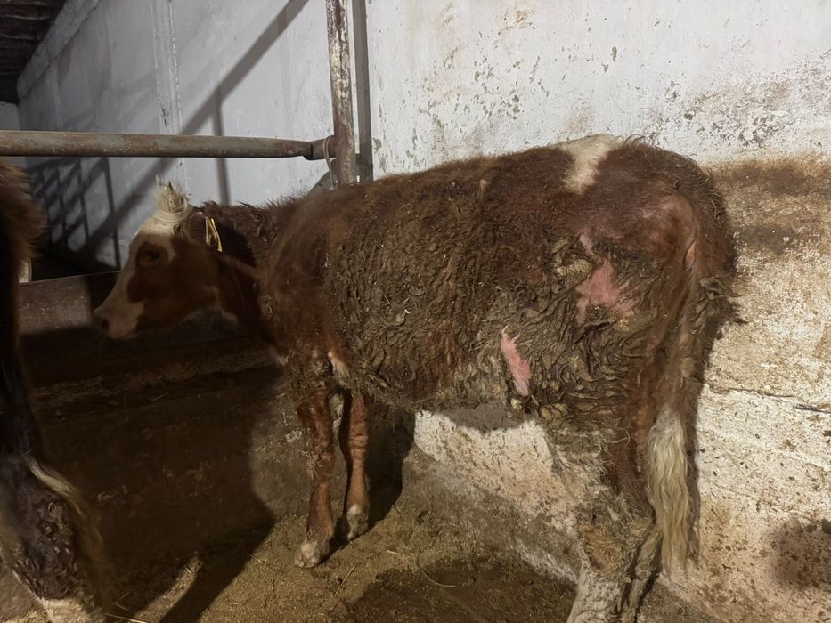 Бір жасар  Ұрғашы баспақ