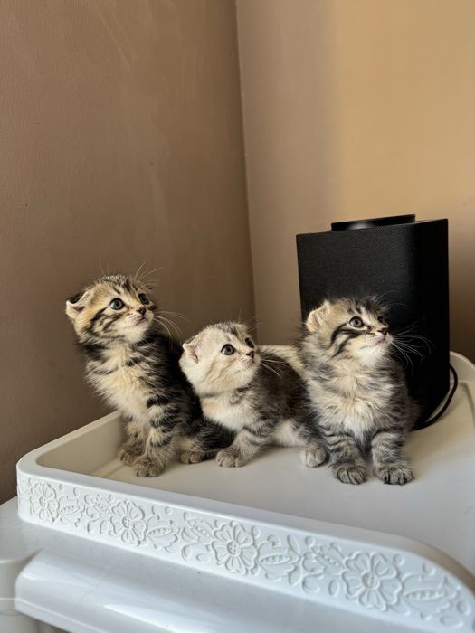 Котята породистые
