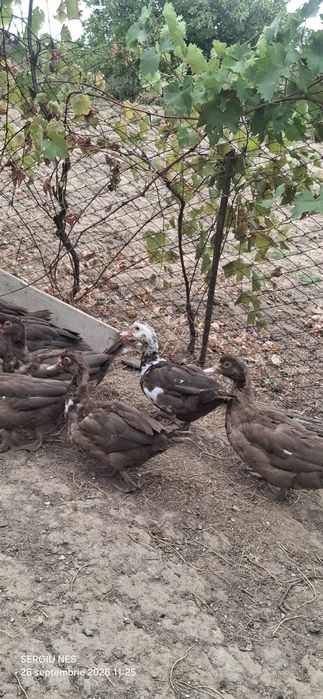 Rațe leșești ciocolati rasă grea