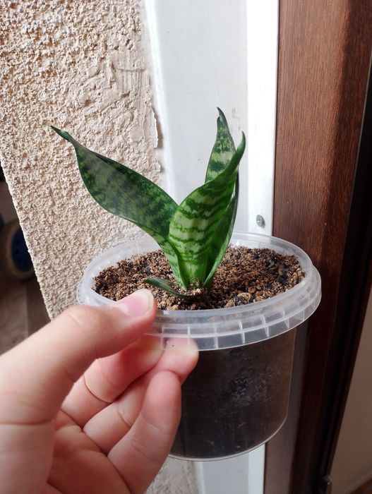 Продам Сансеверию