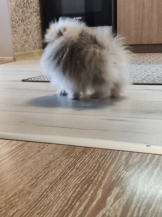 Померан мини  мъжки