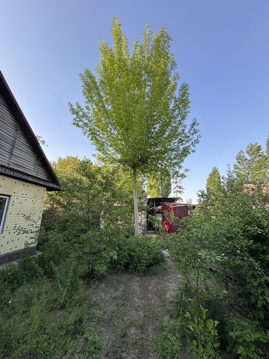 Хвойные деревья продается