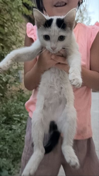 котенок, отдам в добрые руки
