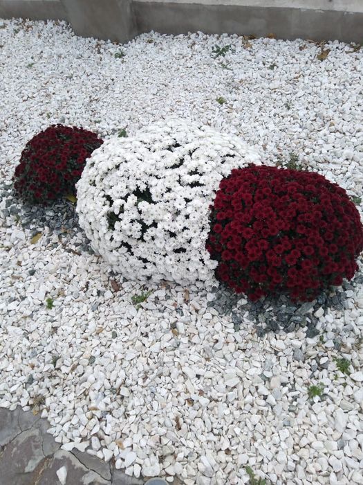 Саженцы многолетних цветов, розы, хризантемы, сирень: 200 тг. - Сад ...