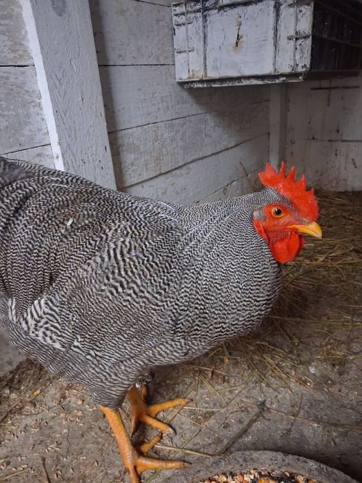 Cocos plymouth barat