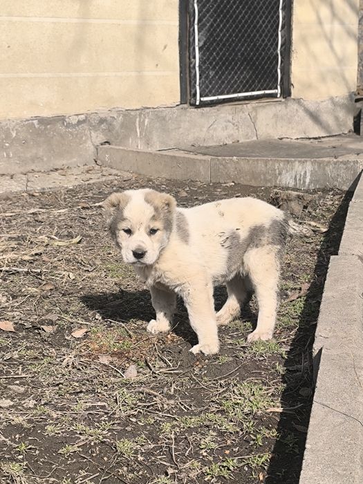 Продам Сао щенки