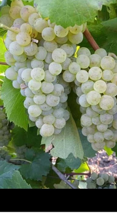 Butași de vită de vie