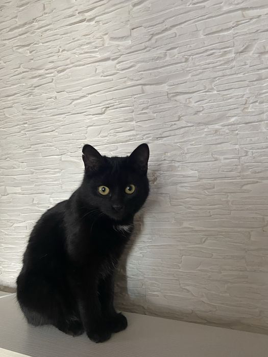 Пристраивается котенок Клепа