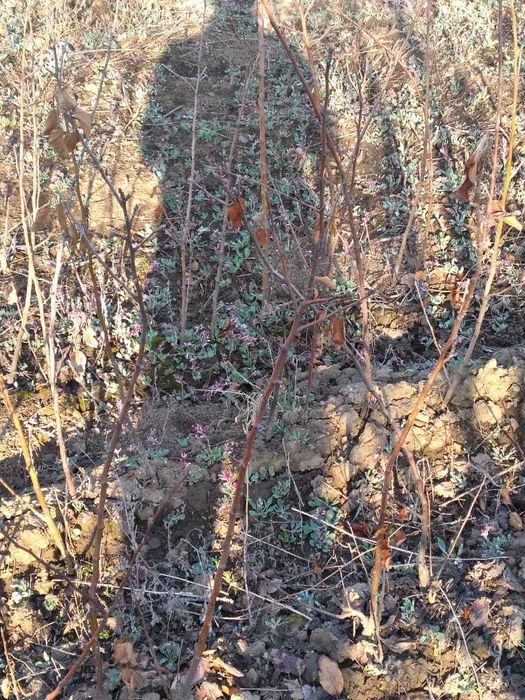 Саженцы - яблони.