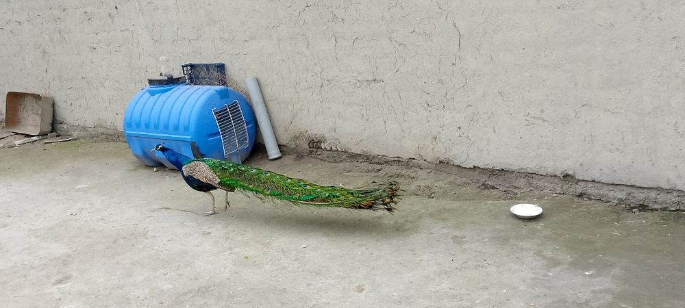 Tovus павлин sotiladi 130$