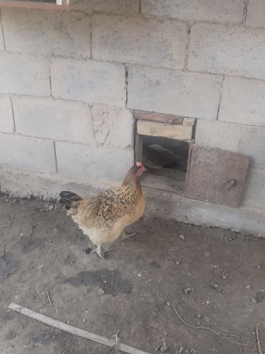 Продам или обмен на квочек без яйц