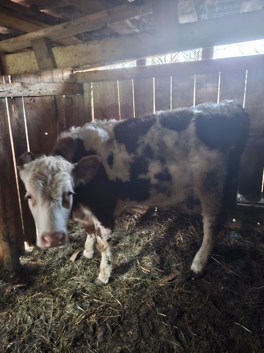 Vaca baltata romaneasca