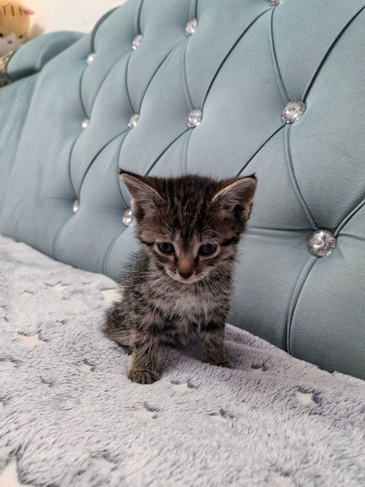 Отдам котят бесплатно