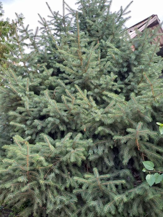 Продам ёлку СРОЧНО